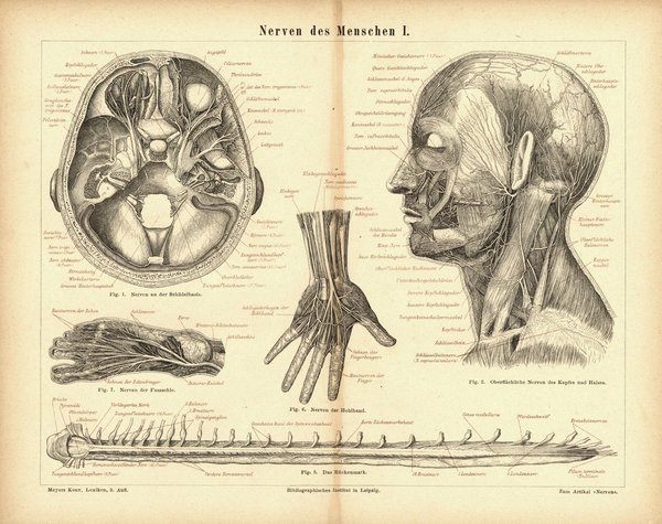 Nerven des Menschen I. Buchillustration (Stich) von 1877