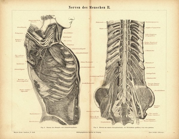 Nerven des Menschen II. Buchillustration (Stich) von 1877