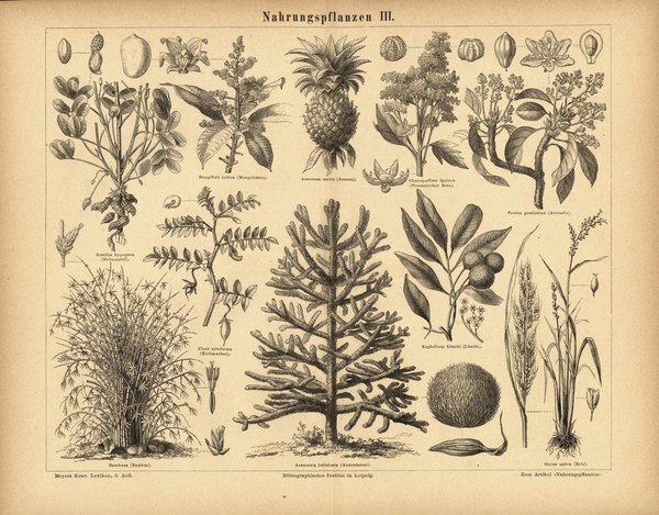 Nahrungspflanzen III. Buchillustration (Stich) von 1877