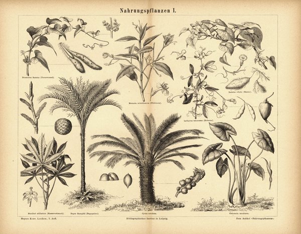 Nahrungspflanzen I. Buchillustration (Stich) von 1877