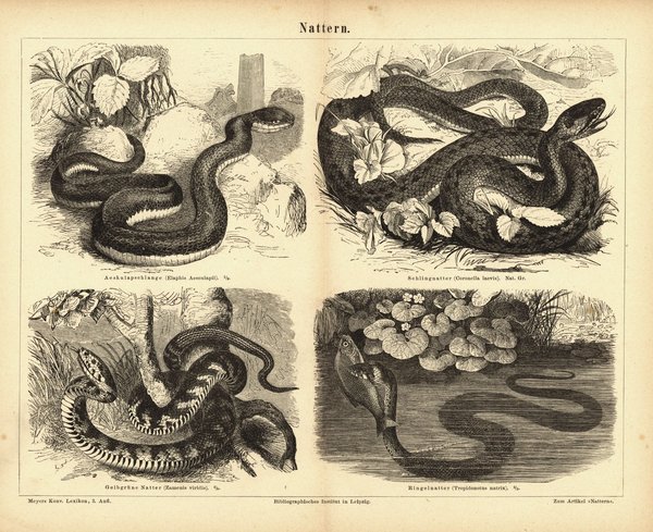 Nattern, Schlangen. Buchillustration (Stich) von 1877