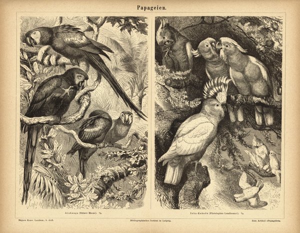 Papageien. Buchillustration (Stich) von 1877