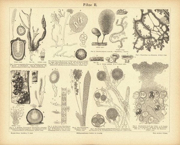 Pilze II. Buchillustration von 1878