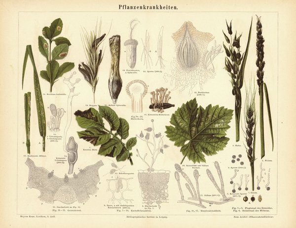 Pflanzenkrankheiten. Buchillustration (Stich) von 1877