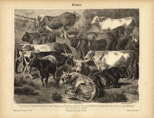 Rinder. Buchillustration (Stich) von 1878