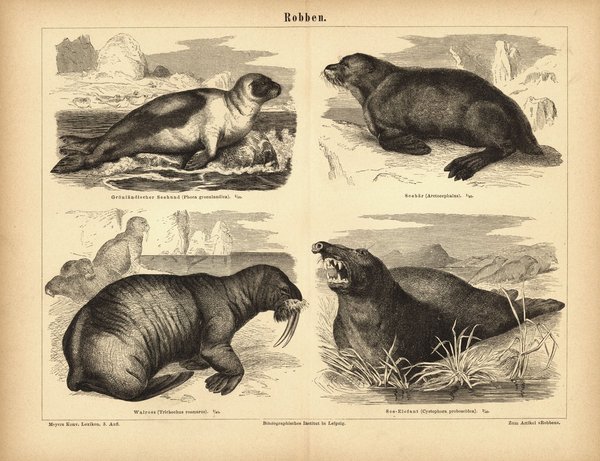 Robben. Buchillustration (Stich) von 1878