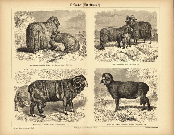 Schafe, Hauptrassen. Buchillustration (Stich) von 1878