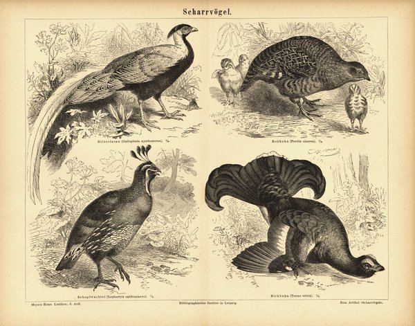 Scharrvögel. Buchillustration (Stich) von 1878