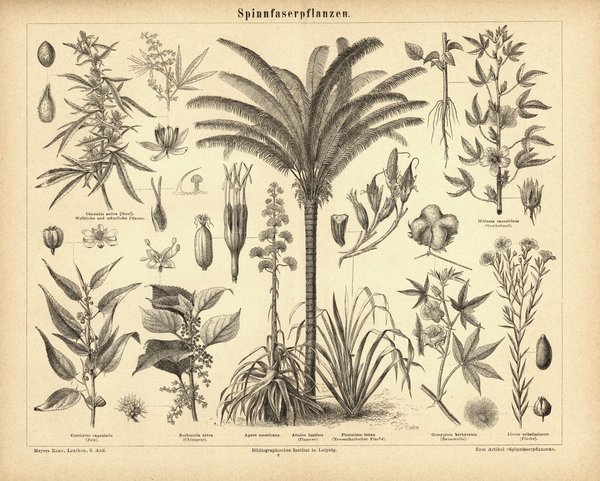 Spinnfaserpflanzen. Buchillustration (Stich) von 1878