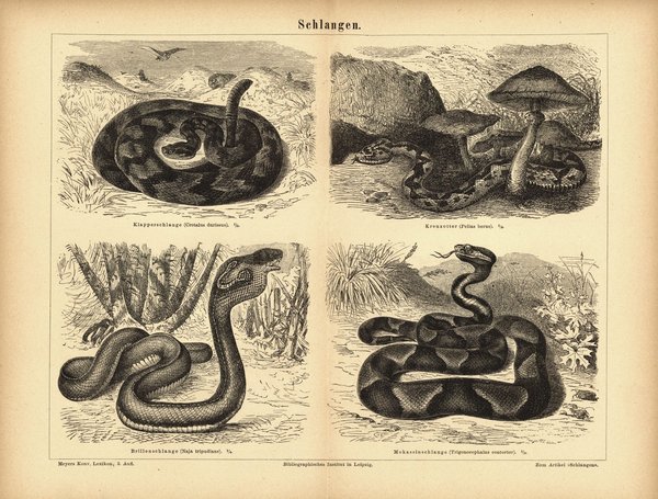 Schlangen. Buchillustration (Stich) von 1878