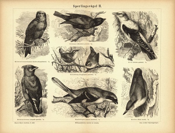Sperlingsvögel II. Buchillustration (Stich) von 1878