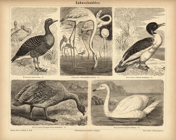 Zahnschnäbler, Vögel, Schwan u.a. Buchillustration (Stich) von 1878