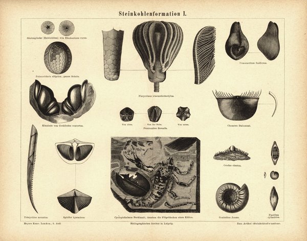 Steinkohleformation . Buchillustration (Stich) von 1878