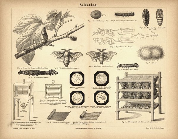 Seidenbau. Buchillustration (Stich) von 1878