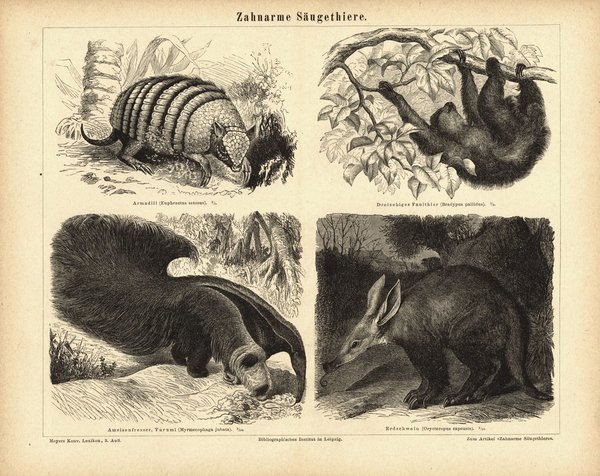 Zahnarme Säugetiere, Faultier, Ameisenbär u.a. Buchillustration (Stich) von 1878