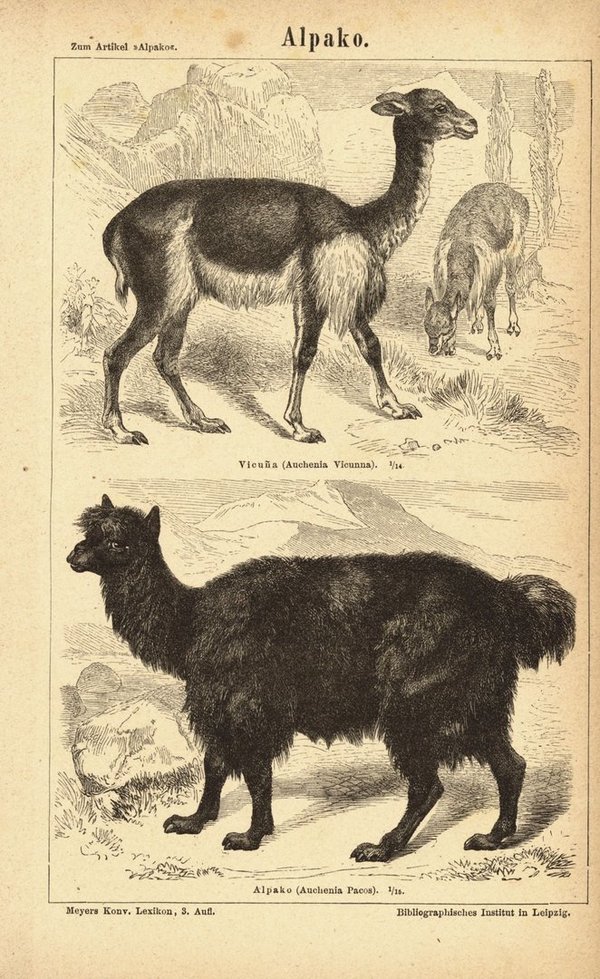 Alpaka. Buchillustration (Stich) von 1874
