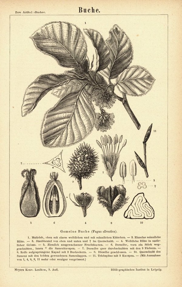 Buche. Buchillustration (Stich) von 1874