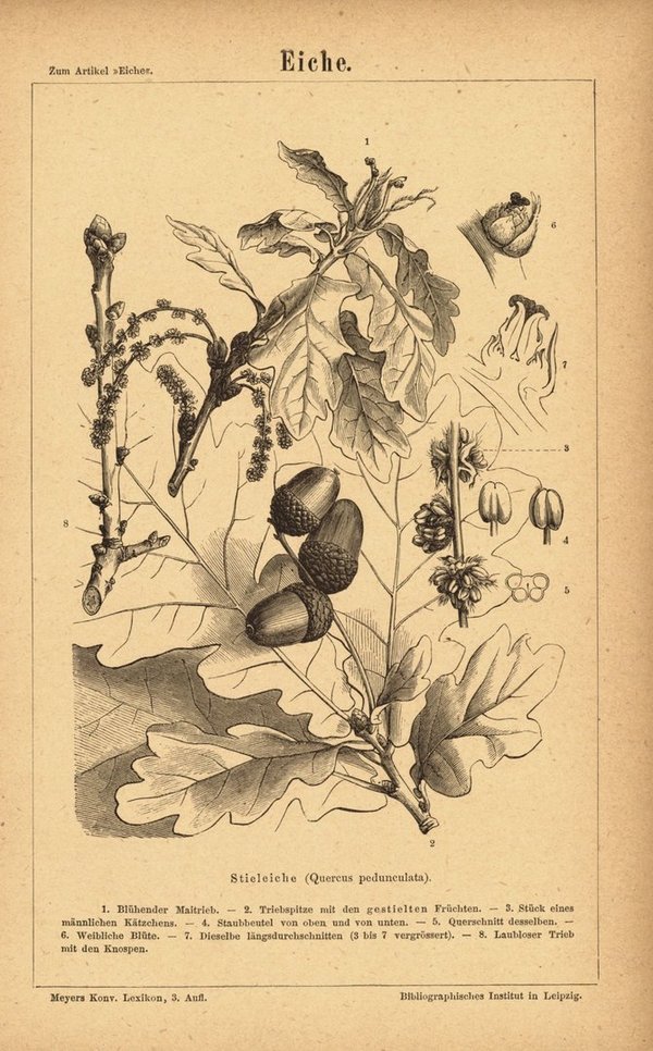 Eiche. Buchillustration (Stich) von 1875