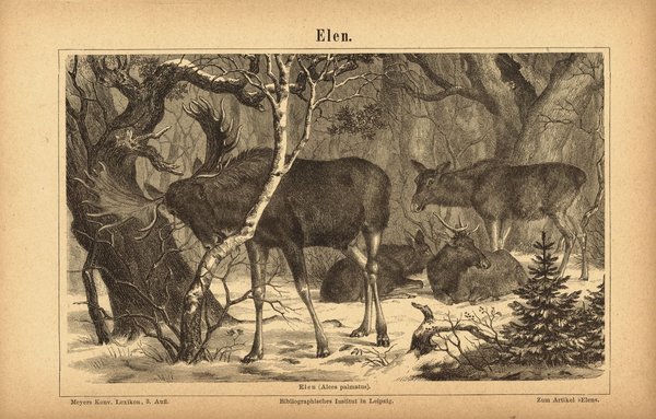 Elche, Elen. Buchillustration (Stich) von 1875