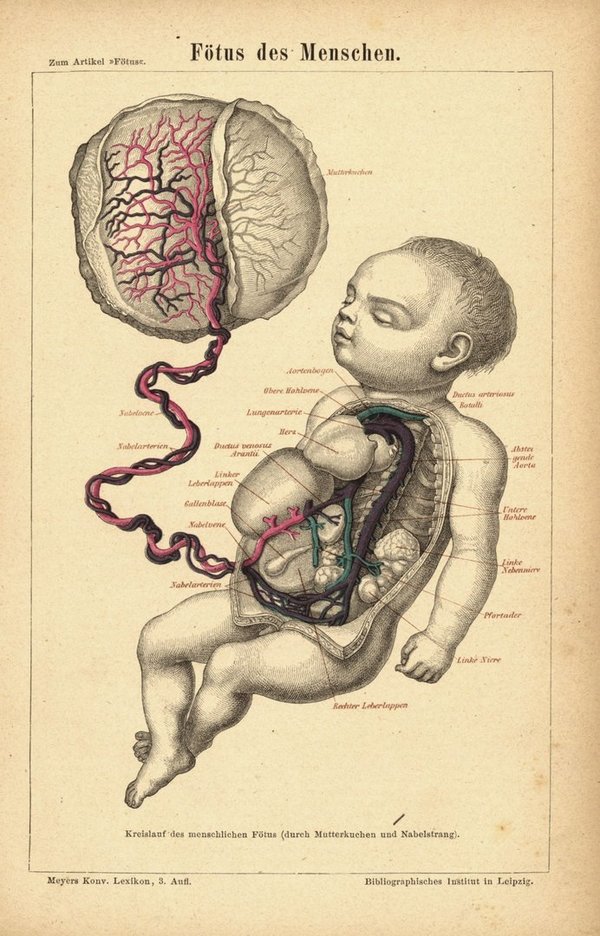 Fötus des Menschen. Buchillustration (Stich) von 1875