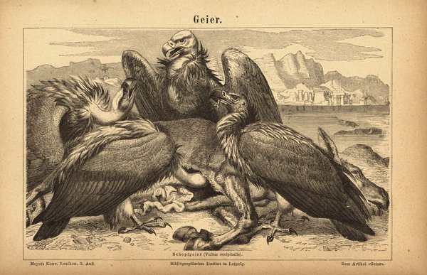 Geier. Buchillustration (Stich) von 1876