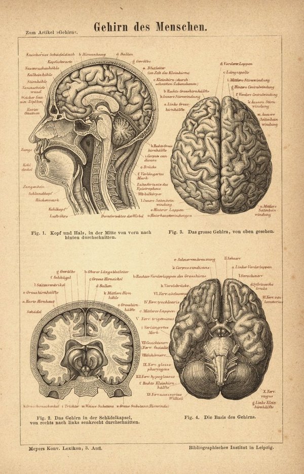 Gehirn des Menschen. Buchillustration (Stich) von 1876