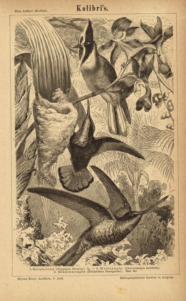 Kolibris. Buchillustration (Stich) von 1876