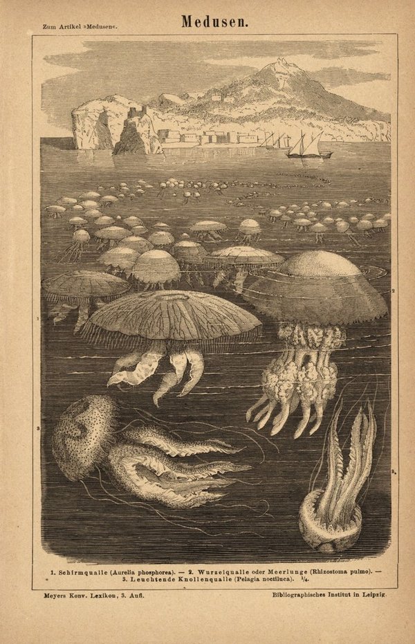 Medusen. Buchillustration (Stich) von 1877