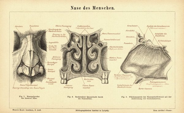 Nase des Menschen. Buchillustration (Stich) von 1877