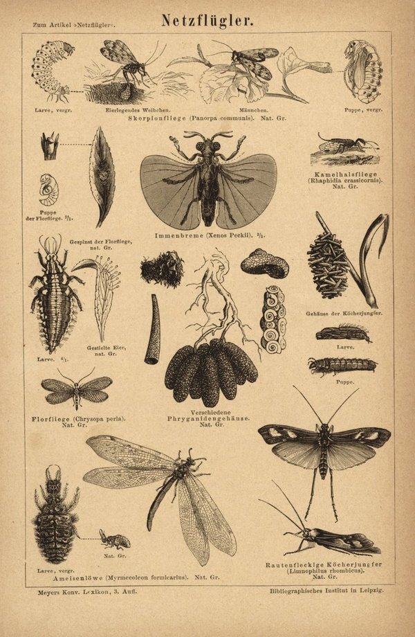 Netzflügler, Insekten. Buchillustration (Stich) von 1877
