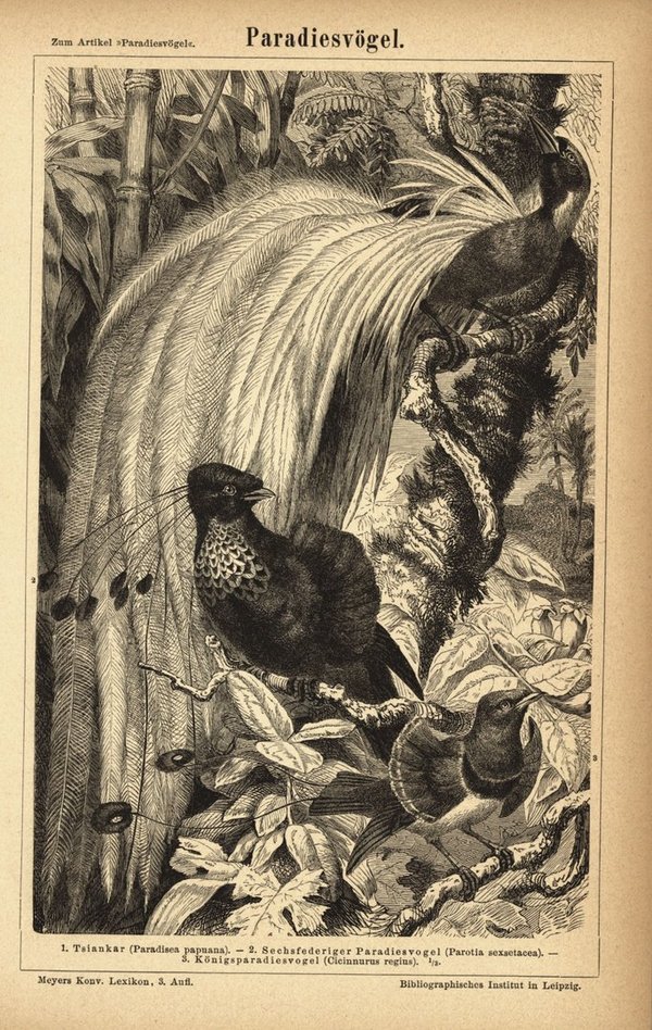 Paradiesvögel. Buchillustration (Stich) von 1877