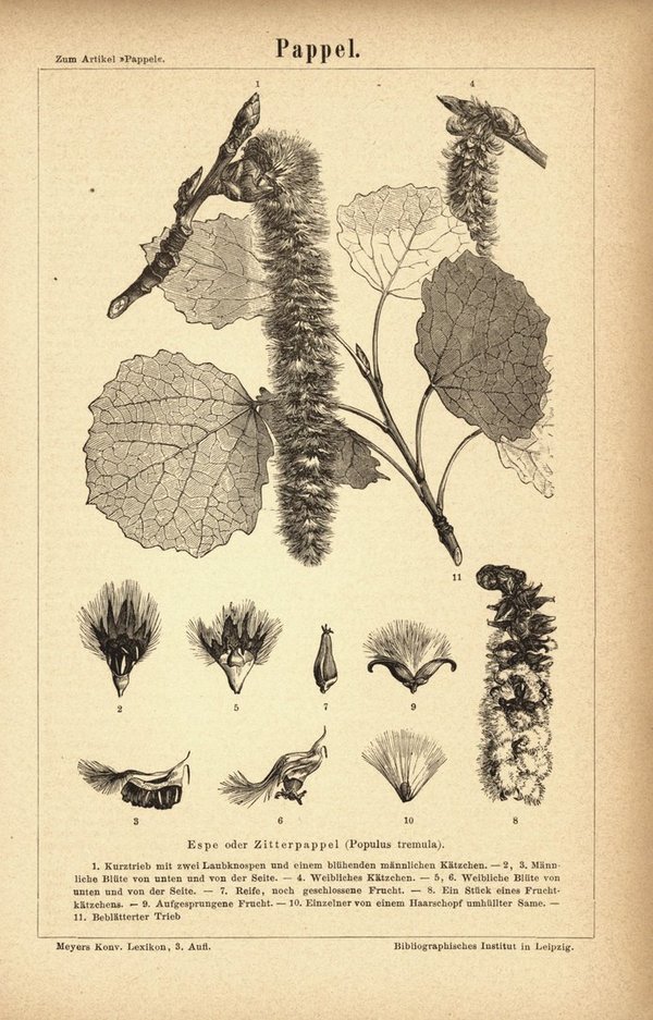 Pappel. Buchillustration (Stich) von 1877