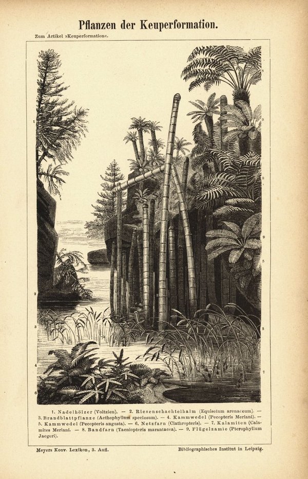 Pflanzen der Keuperformation. Buchillustration (Stich) von 1877