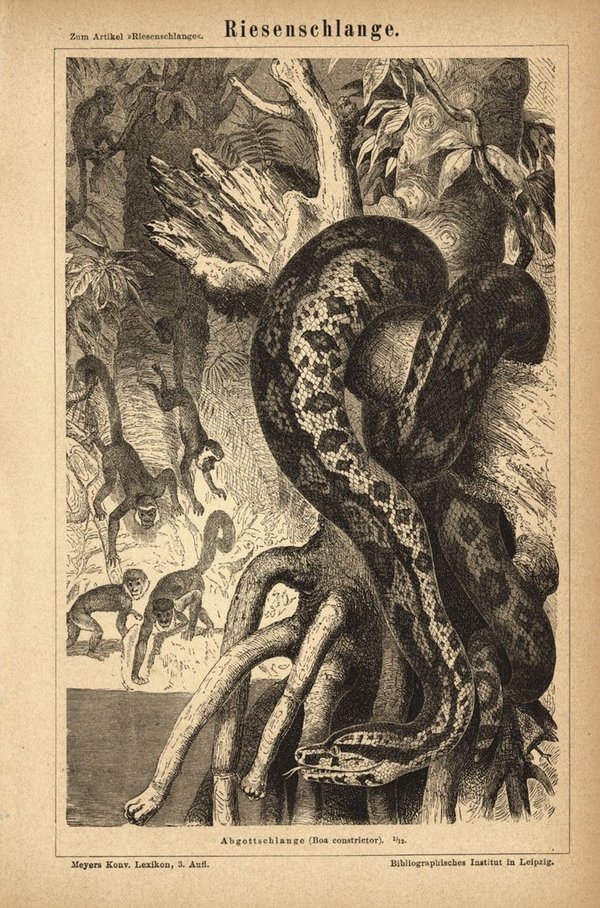 Riesenschlange Boa Constrictor. Buchillustration (Stich) von 1878