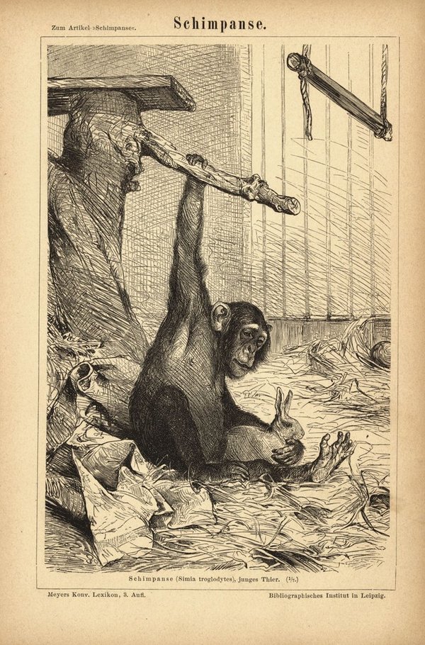 Schimpanse. Buchillustration (Stich) von 1878