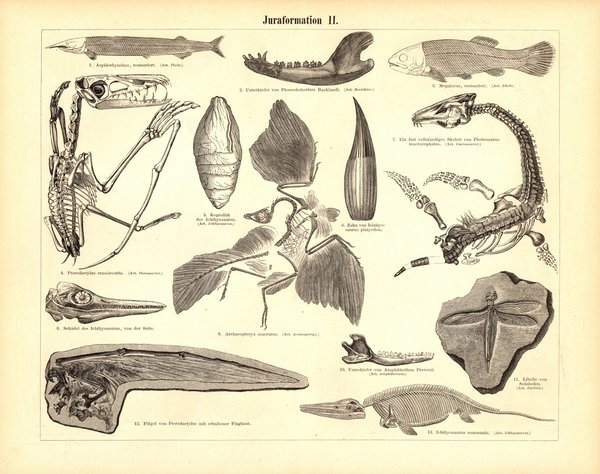 Juraformation I. Buchillustration (Stich) von 1894