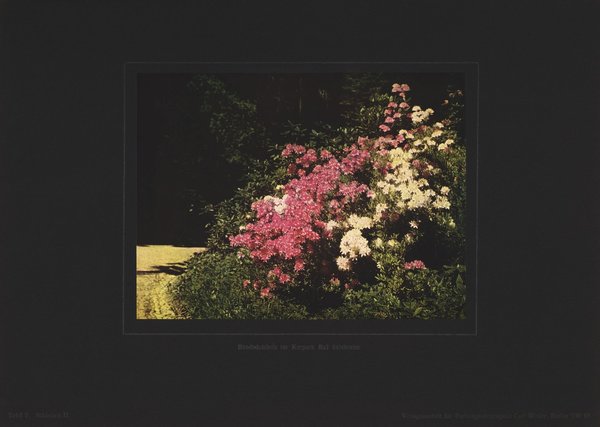 Rhododendron im Kurpark Bad Salzbrunn, Schlesien. Farbenphotographie von 1924.