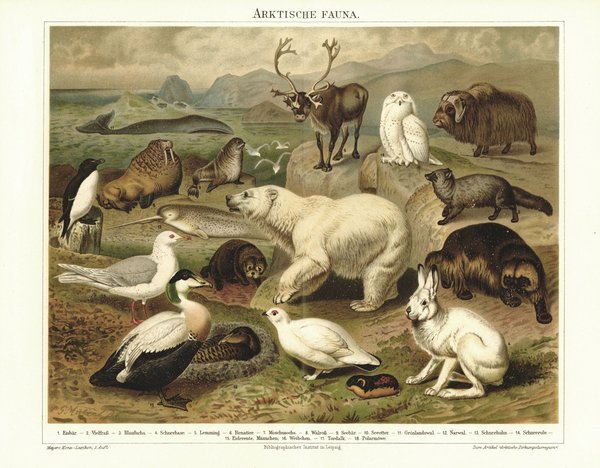 Arktische Fauna. Lithografie von 1894