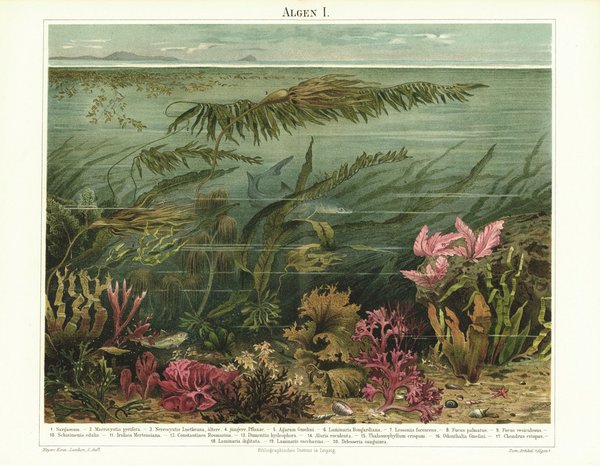 Algen. Lithografie von 1894
