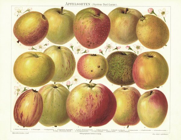 Apfelsorten. Lithografie von 1893
