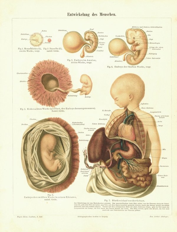 Entwicklung des Menschen. Lithografie von 1894