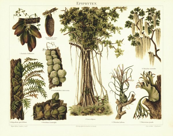 Epiphyten. Lithografie von 1894
