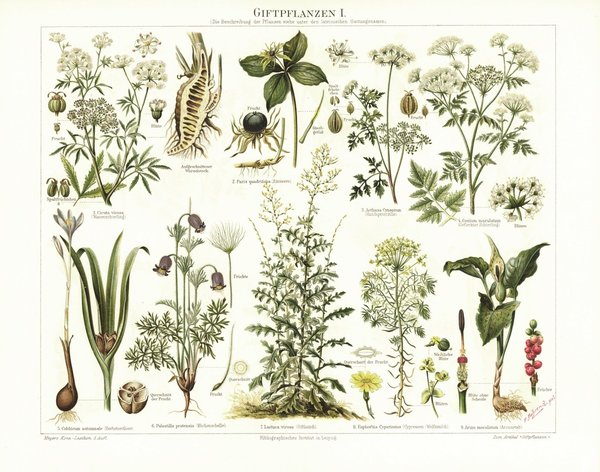 Giftpflanzen . Lithografie von 1894