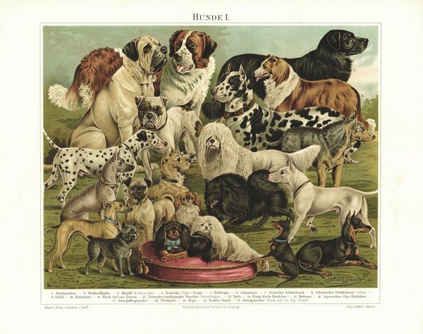 Hunde I. Lithografie von 1895
