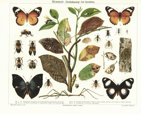 Mimikry, Nachahmung bei Insekten. Lithografie von 1896