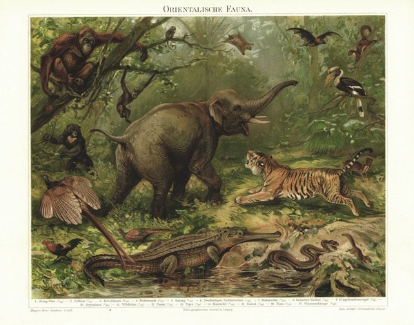 Orientalische Fauna. Lithografie von 1896