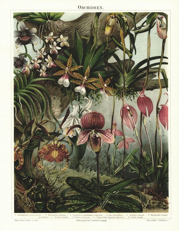 Orchideen. Lithografie von 1896