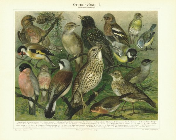 Heimische Stubenvögel. Lithografie von 1897