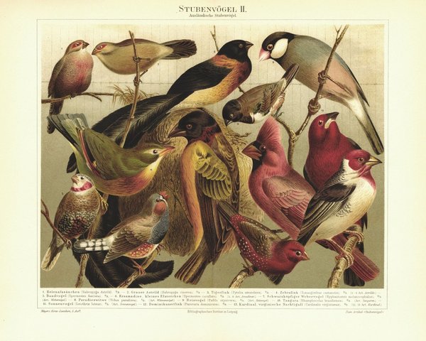 Ausländische Stubenvögel. Lithografie von 1897