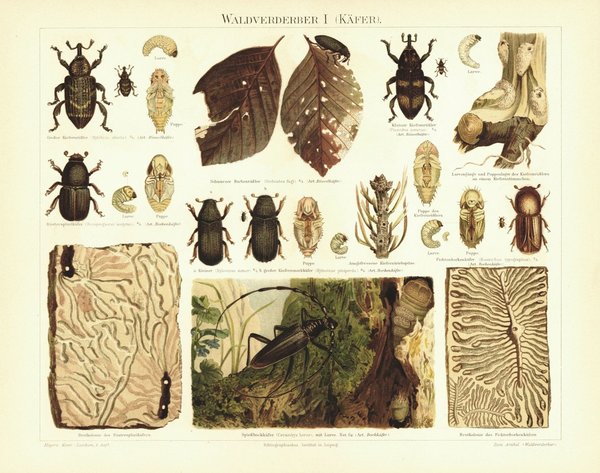 Waldverderber I; Käfer. Lithografie von 1894